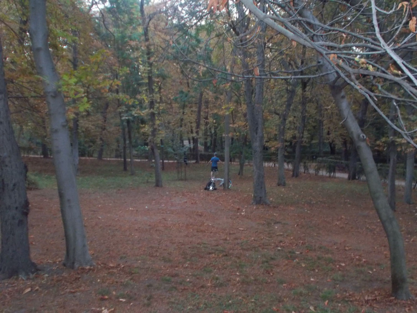 Alfombra de hojas otoñales en El Retiro.