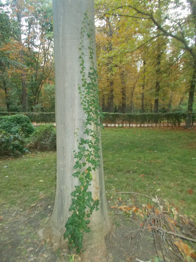 Planta enredada en el tronco.