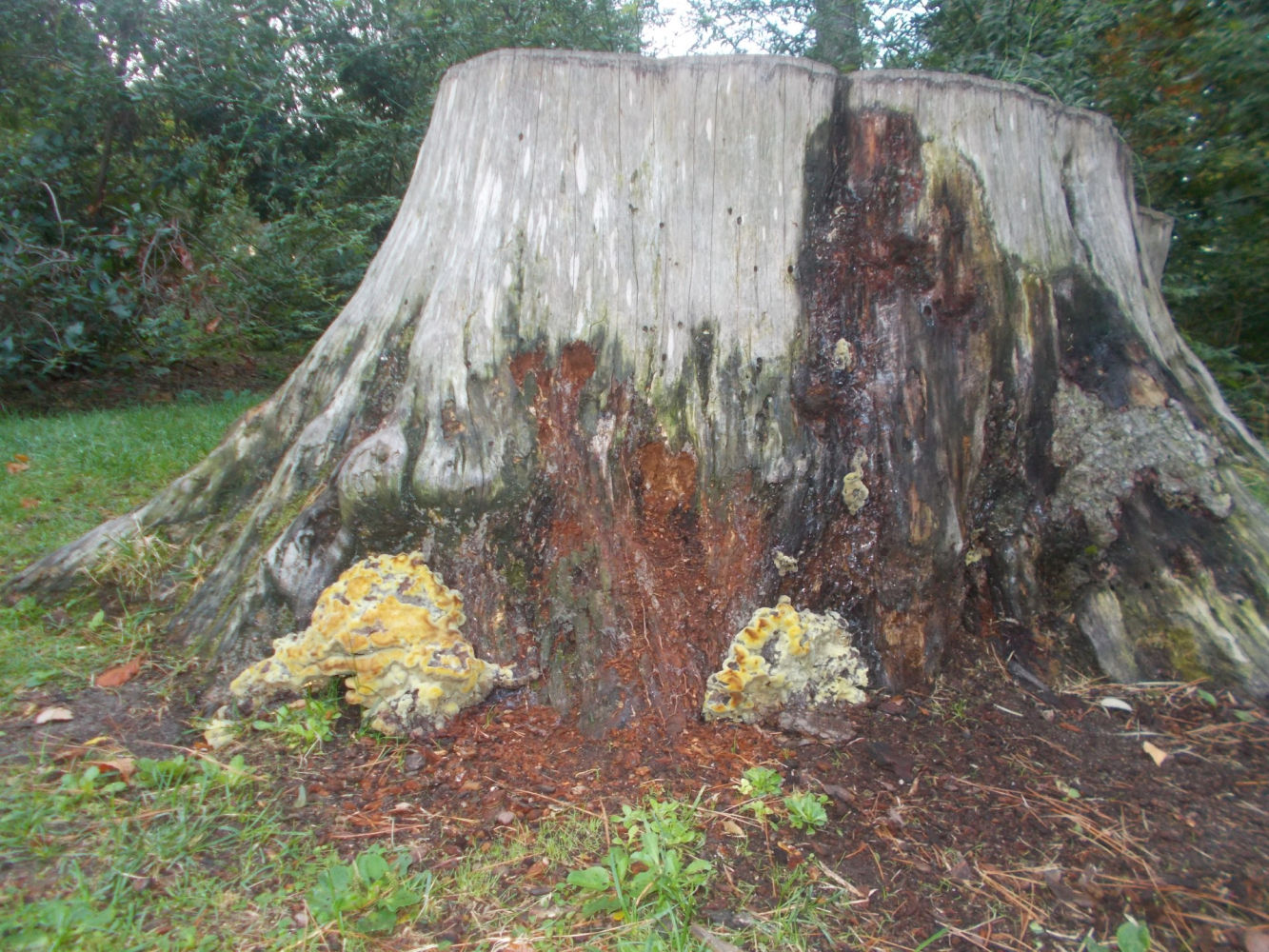 Tronco cortado de gran tamaño, en El Retiro.