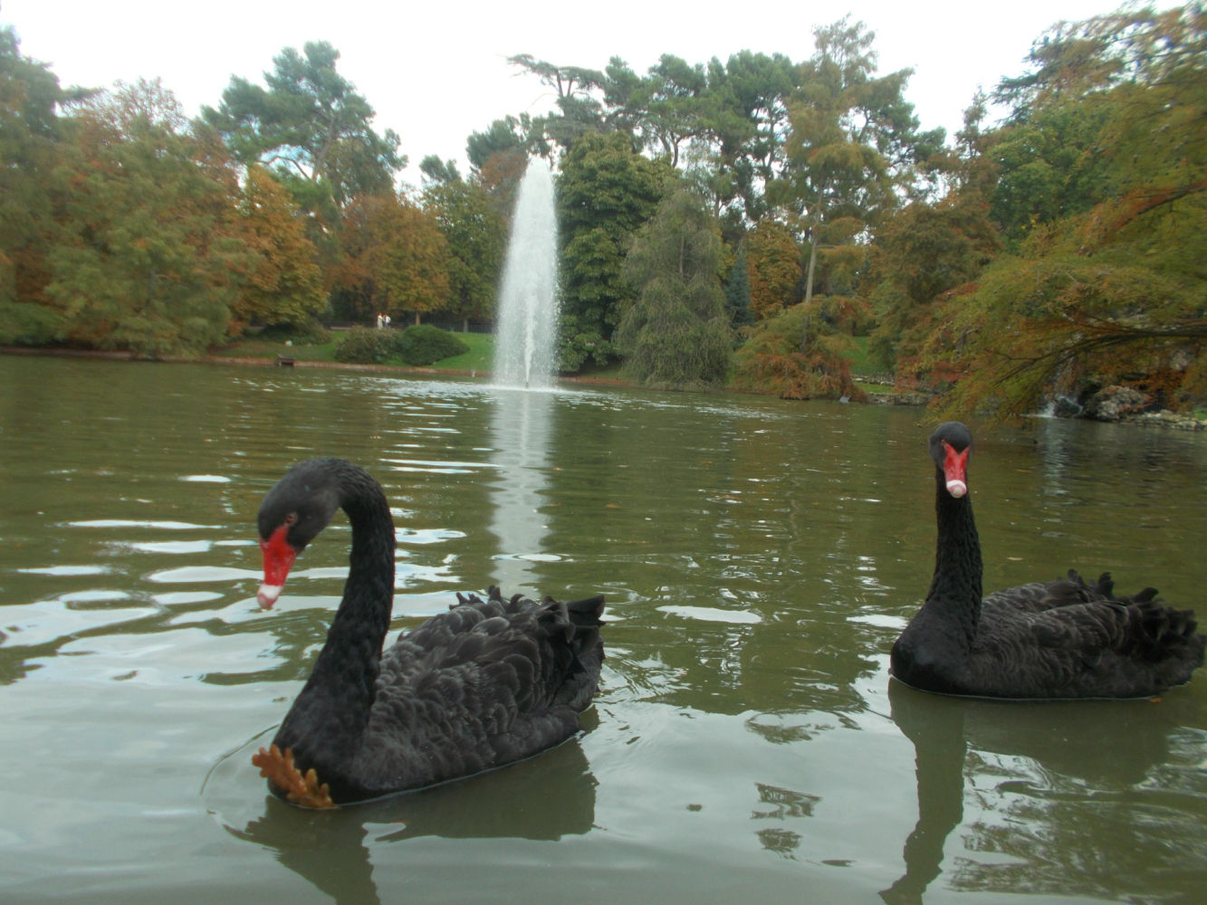 El cisne negro Luna con su pareja.