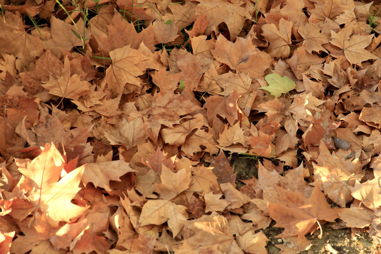 Hojas secas en Banyoles, una de ellas iluminada por el sol.
