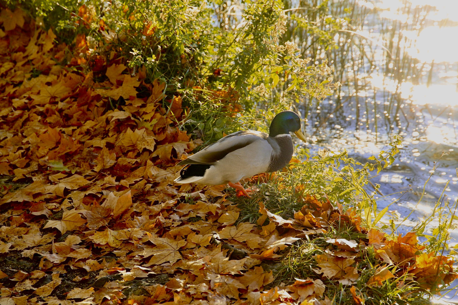 Pato en la orilla del lago de Banyoles, entre hojas secas otoñales.