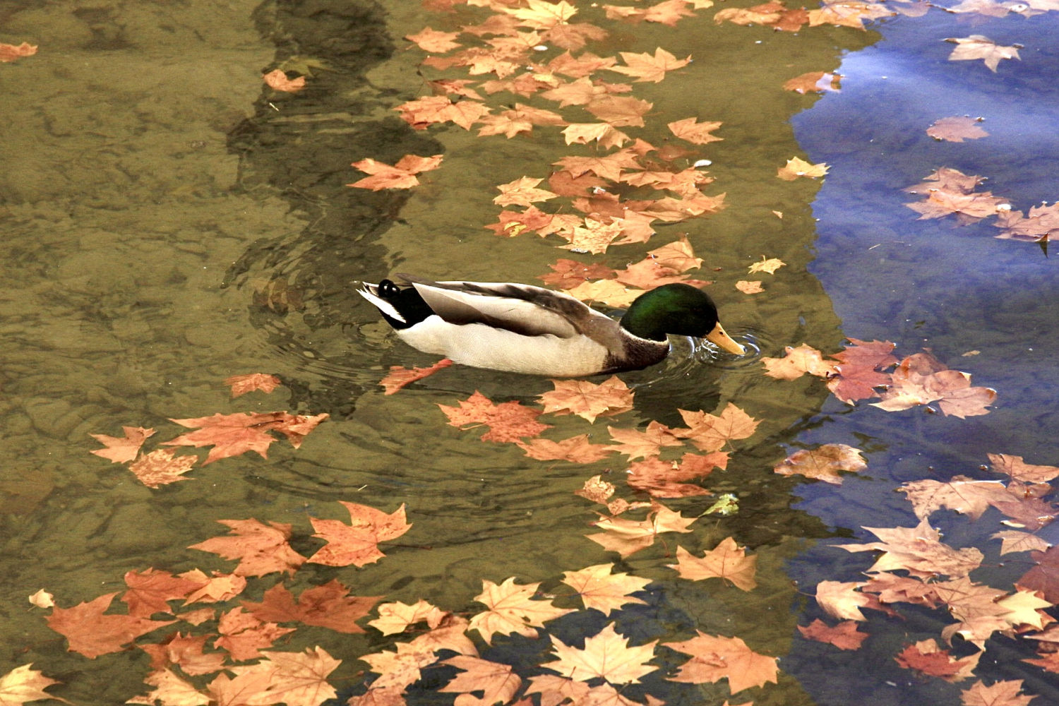 Pato al agua entre hojas secas.