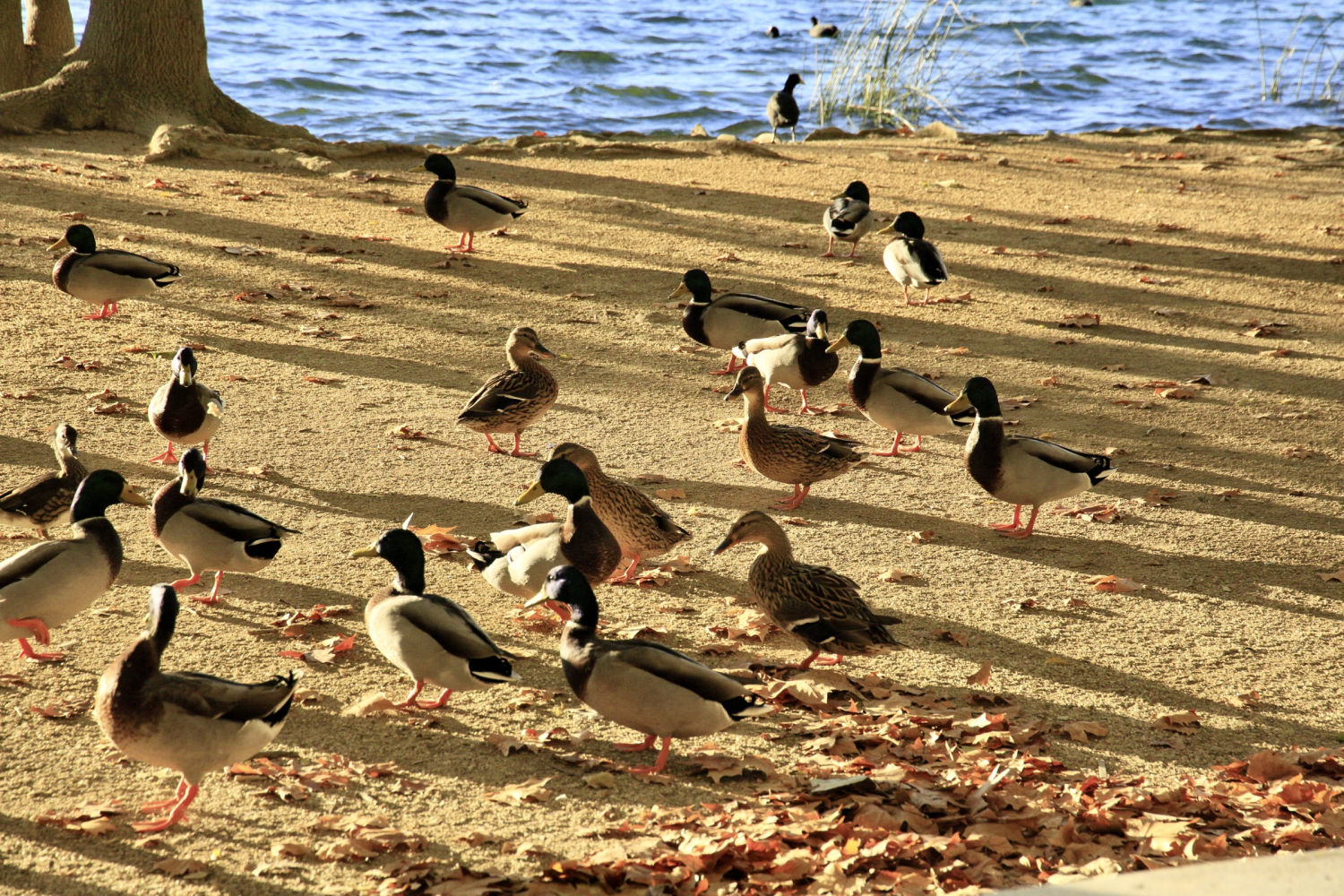 Patos en la orilla del estanque de Banyoles.