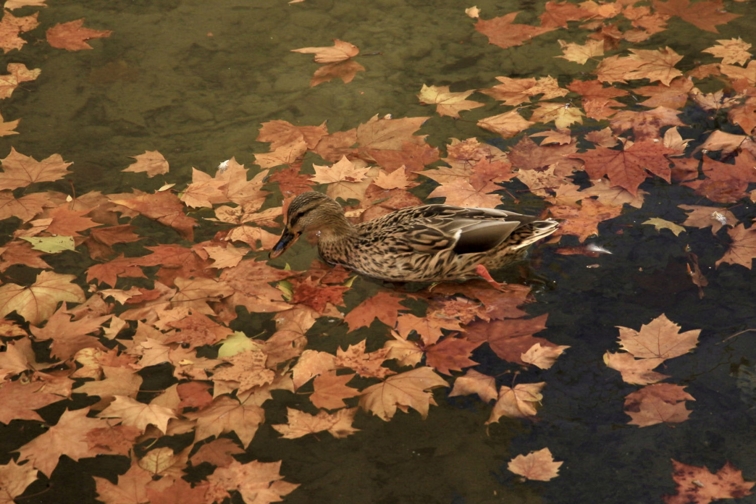 Pato nadando entre hojas secas.