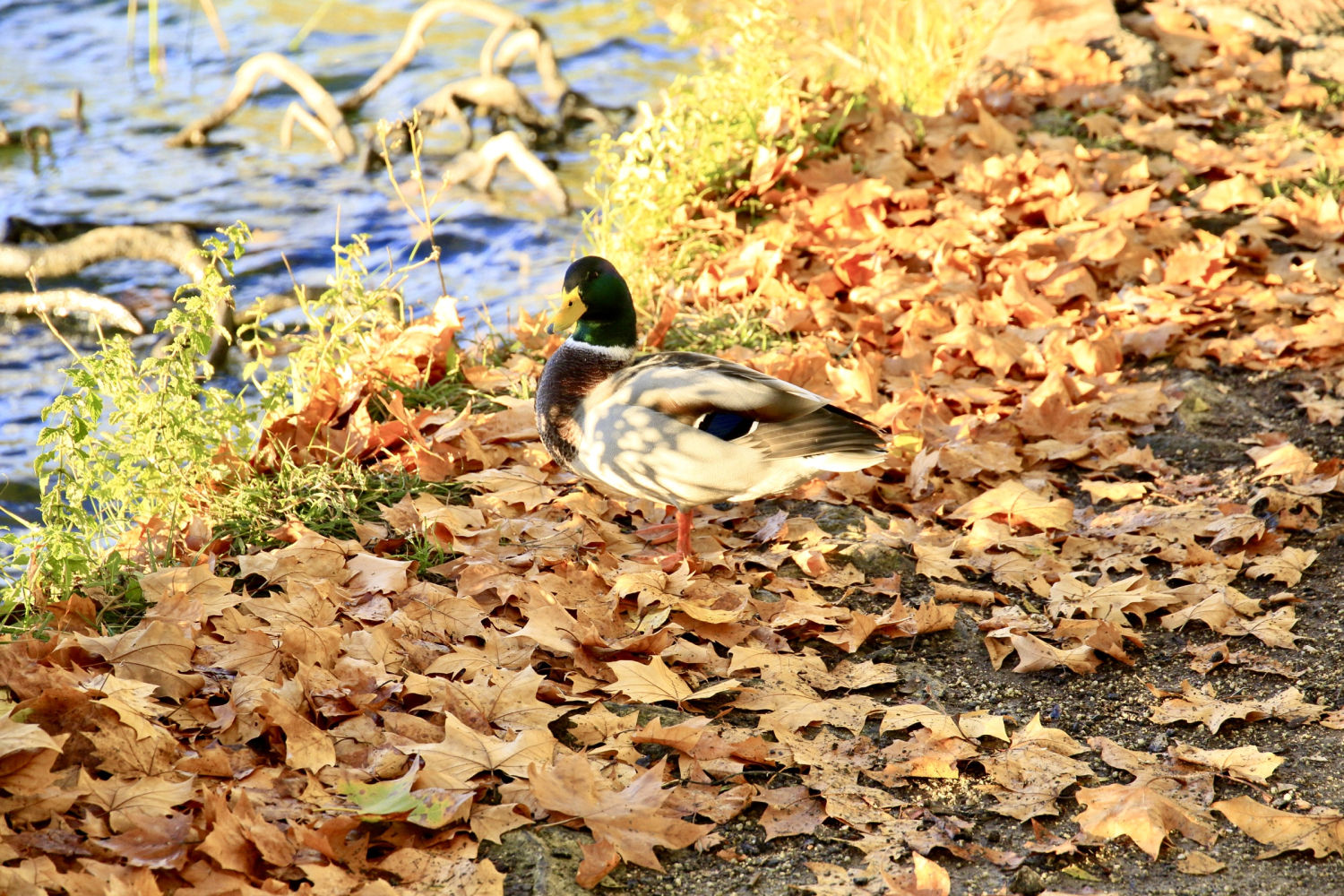Pato en la orilla del lago de Banyoles entre hojas secas del otoño.