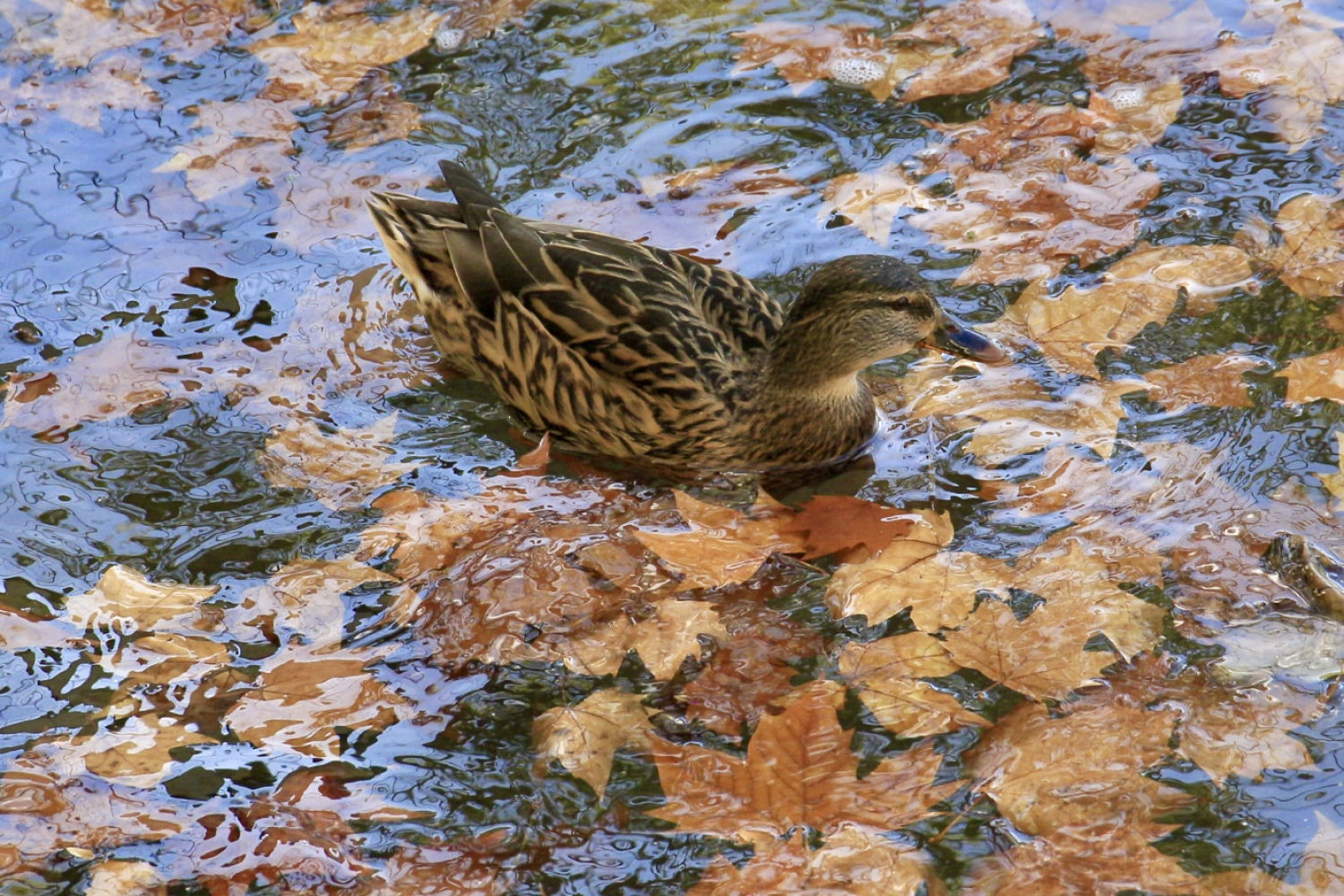 El otoño del pato de Banyoles.