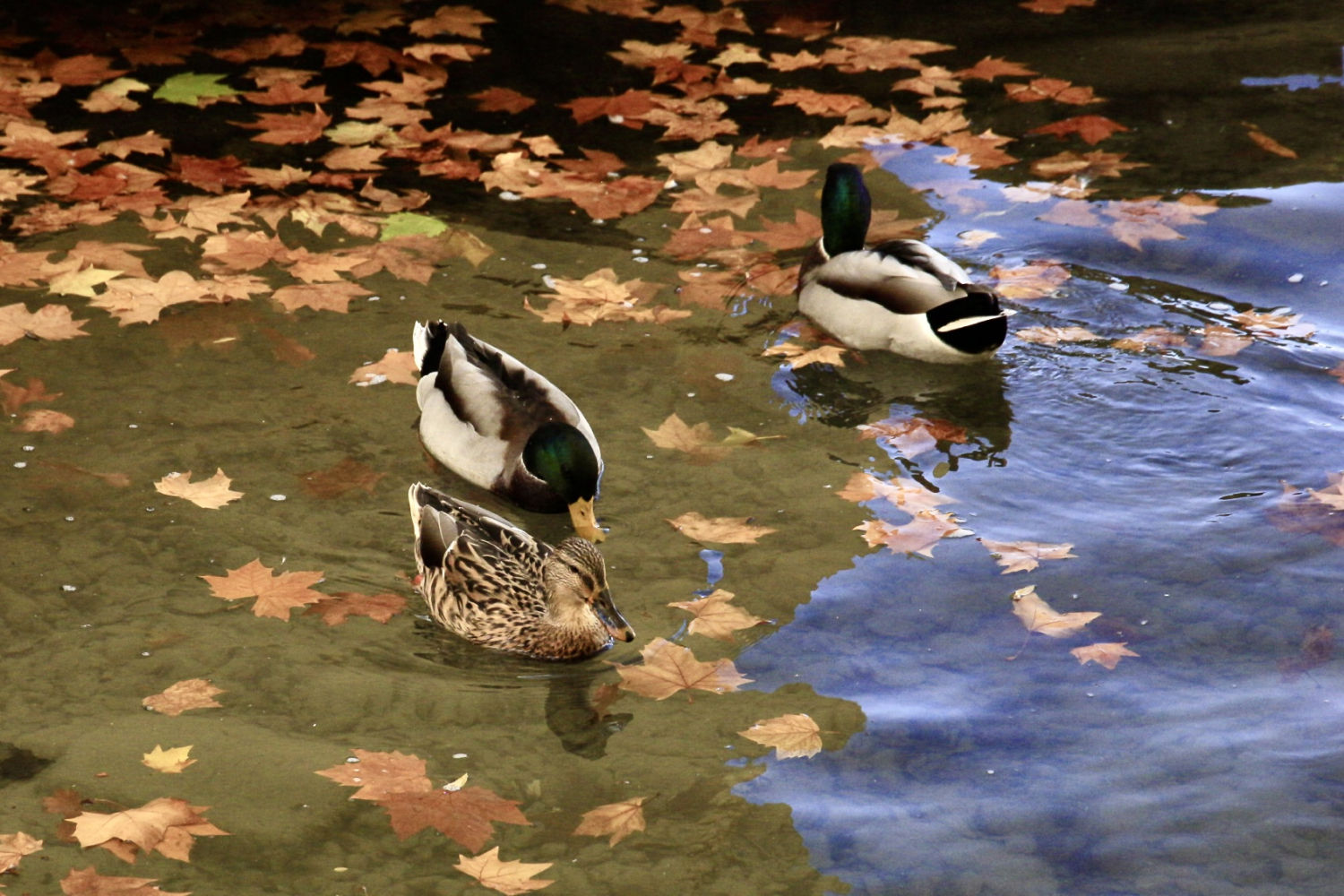 Patos en el lago de Banyoles.