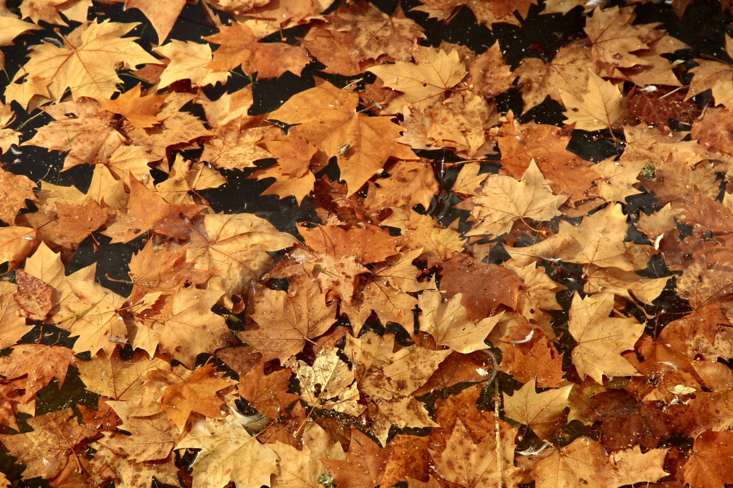 Hojas secas en el estanque de Banyoles.