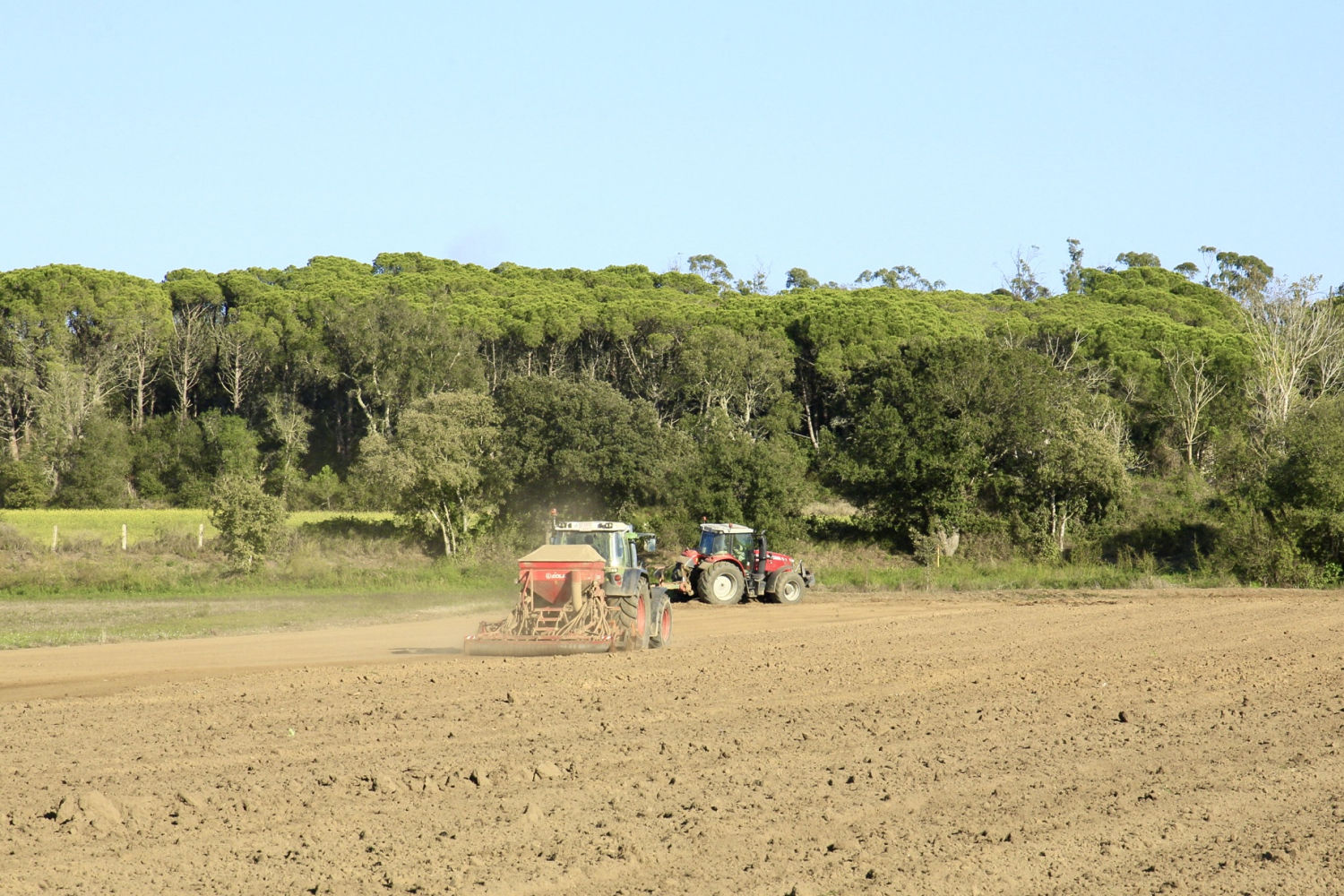 Tractores en la siembra de la colza en Palafrugell.
