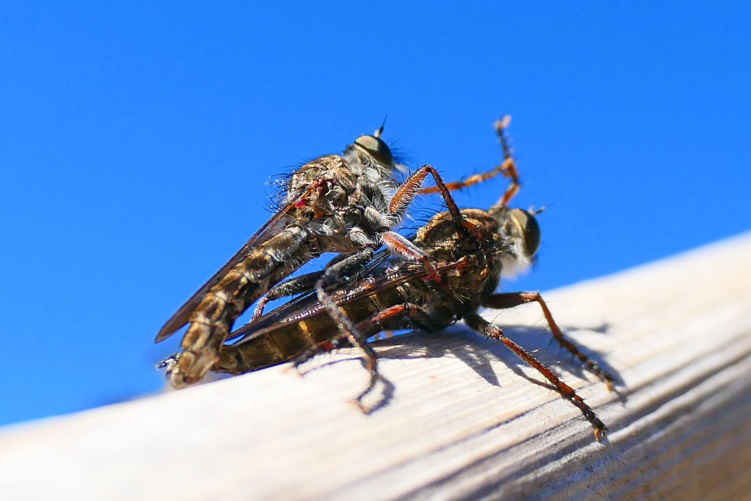 Mosca ladrona copulando.