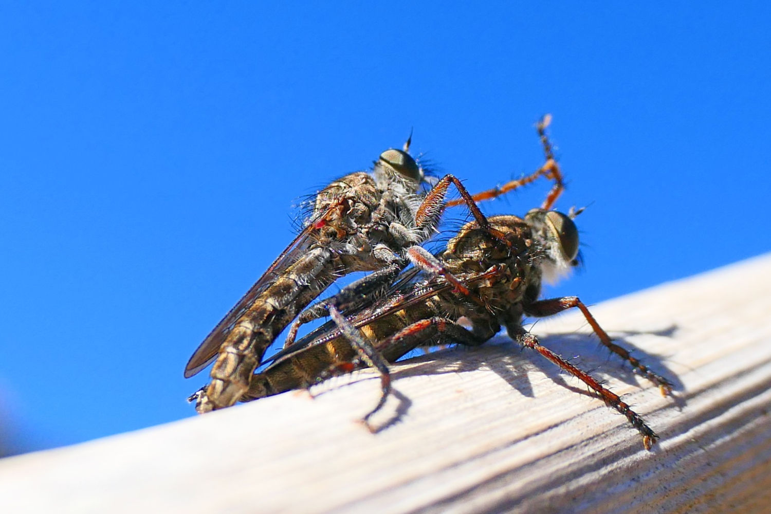 La cópula de la mosca ladrona.