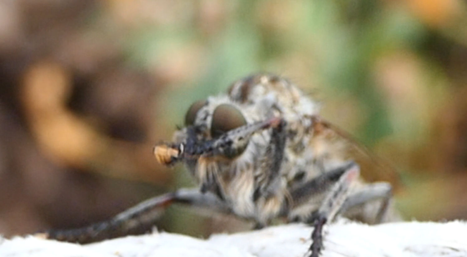 Mosca ladrona limpiándose.
