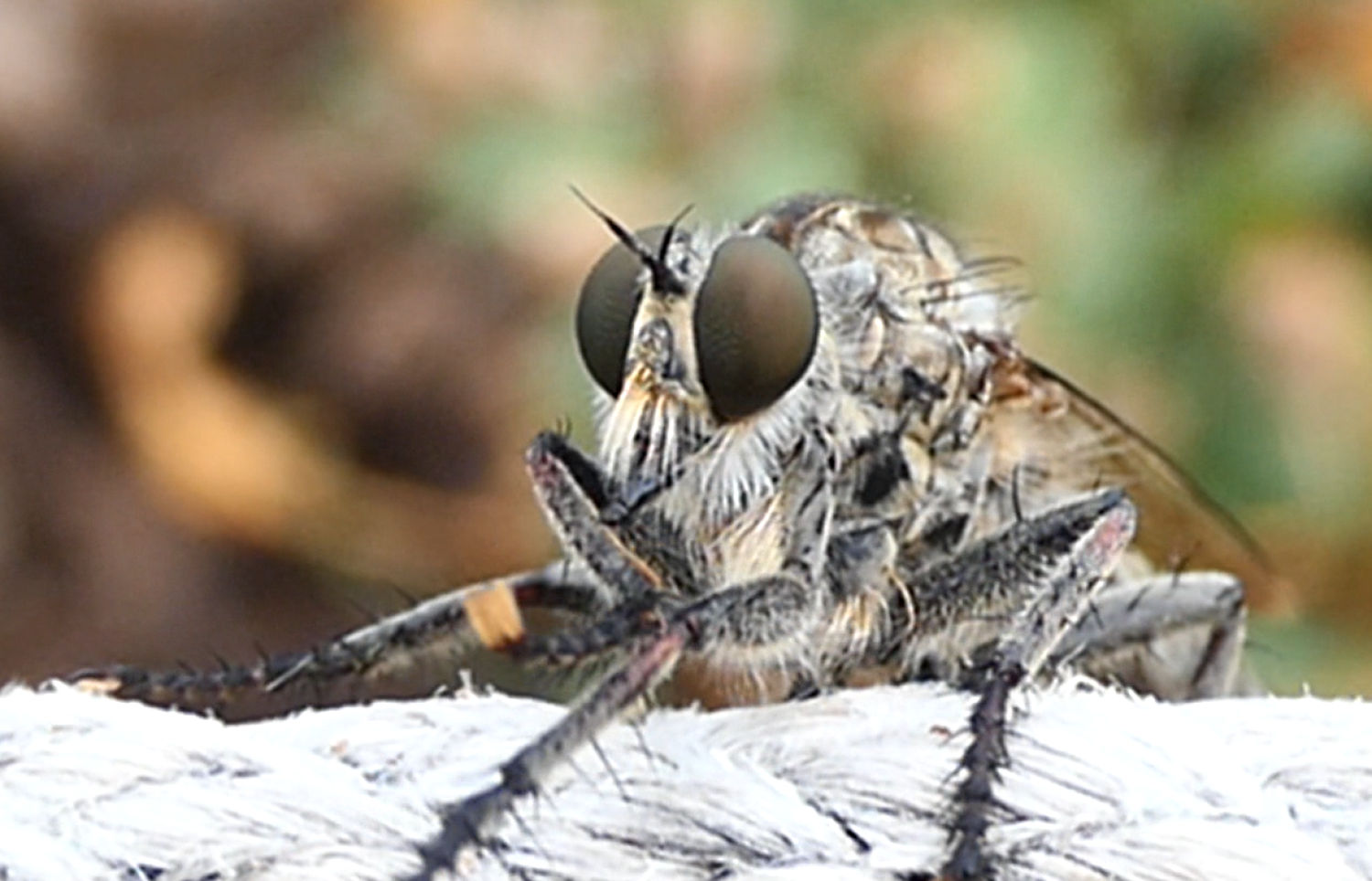 La higiene de la mosca ladrona.