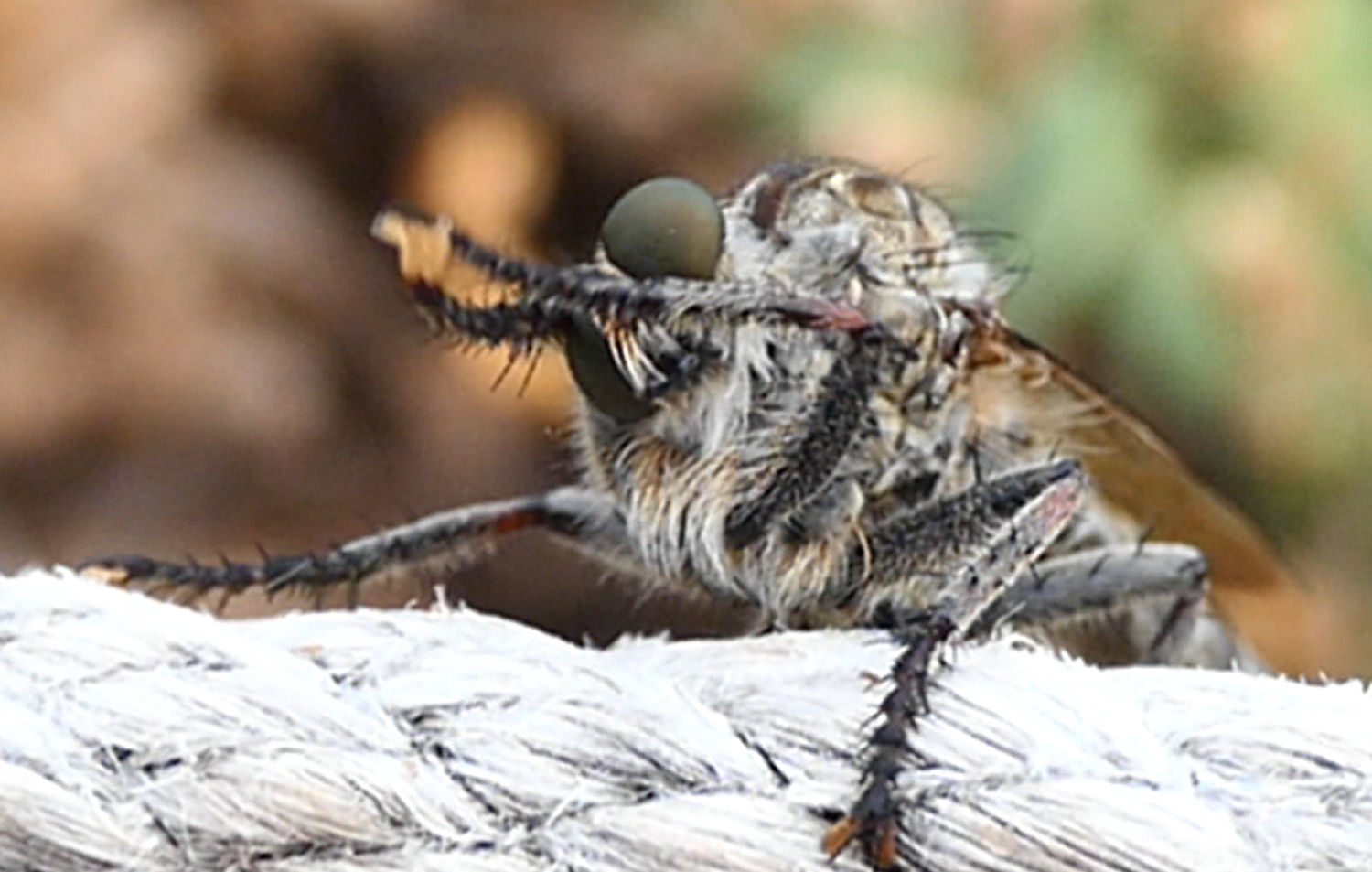 Mosca ladrona en el momento de limpiarse.