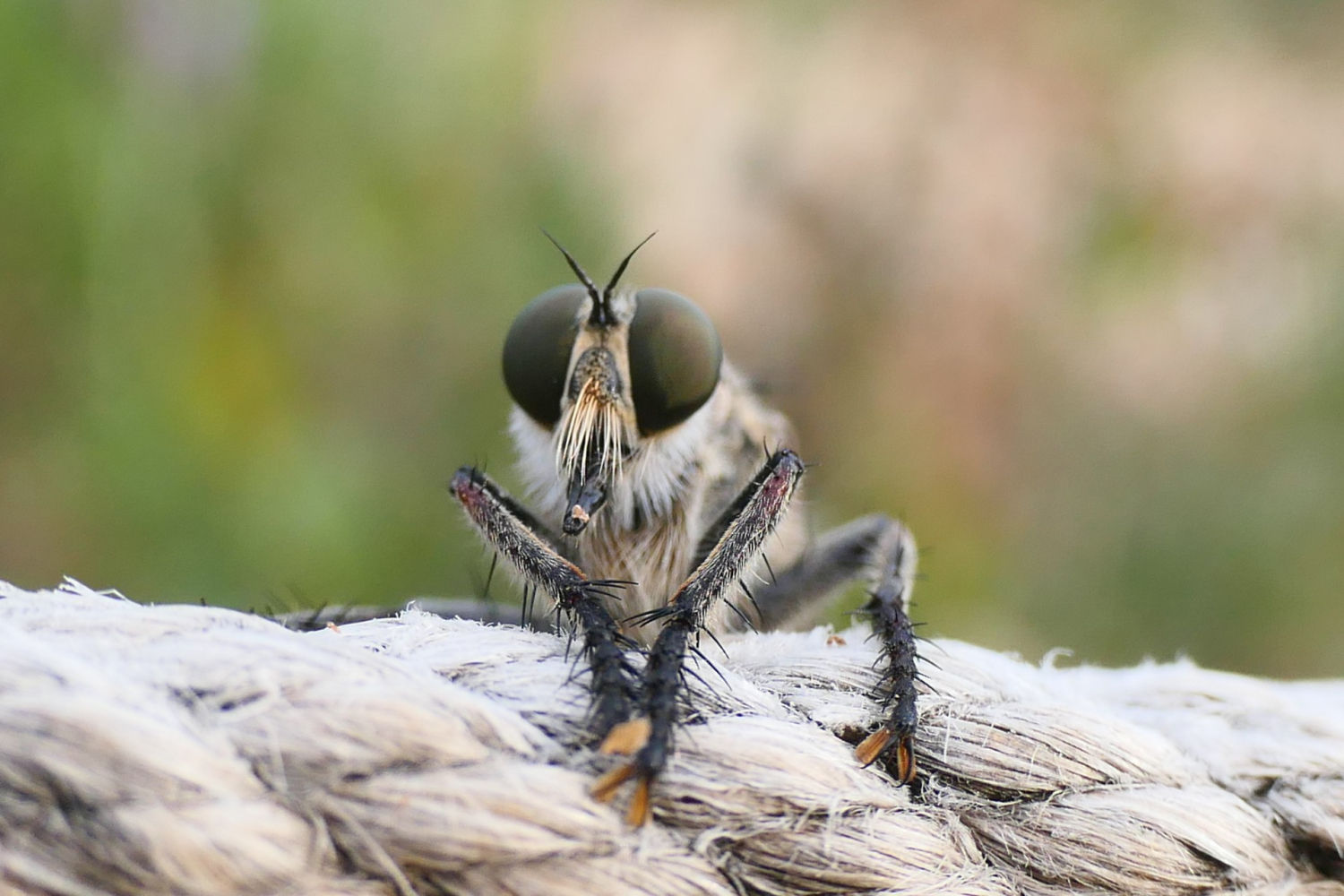 Detalle de la cara de la mosca ladrona.
