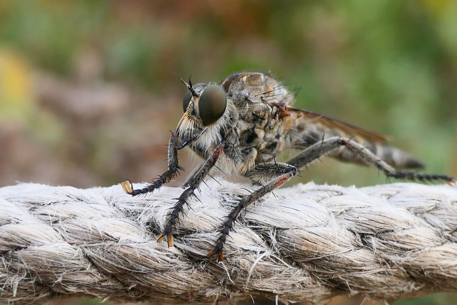 Detalle de las patas de la mosca ladrona.