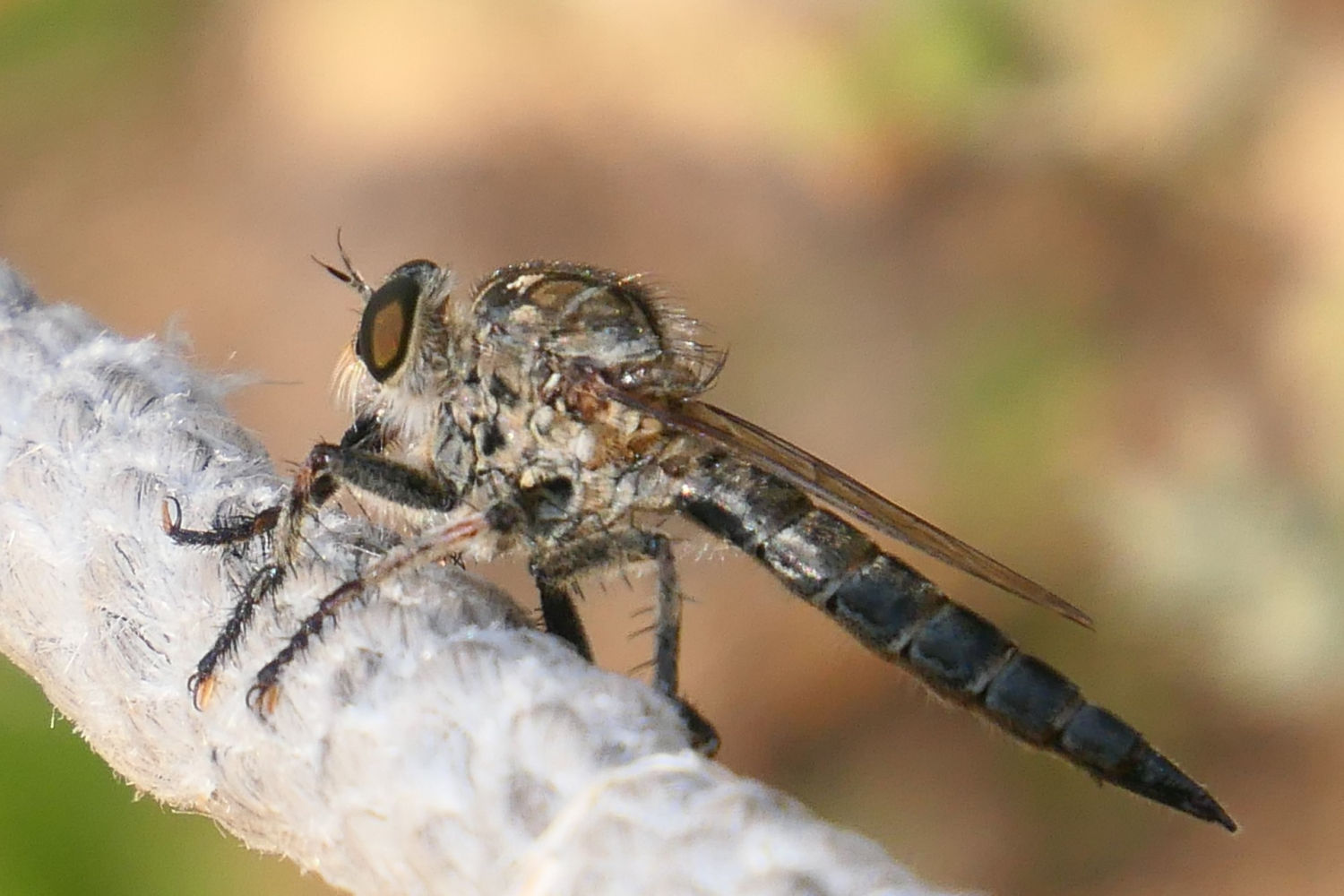Vista lateral de la mosca ladrona.