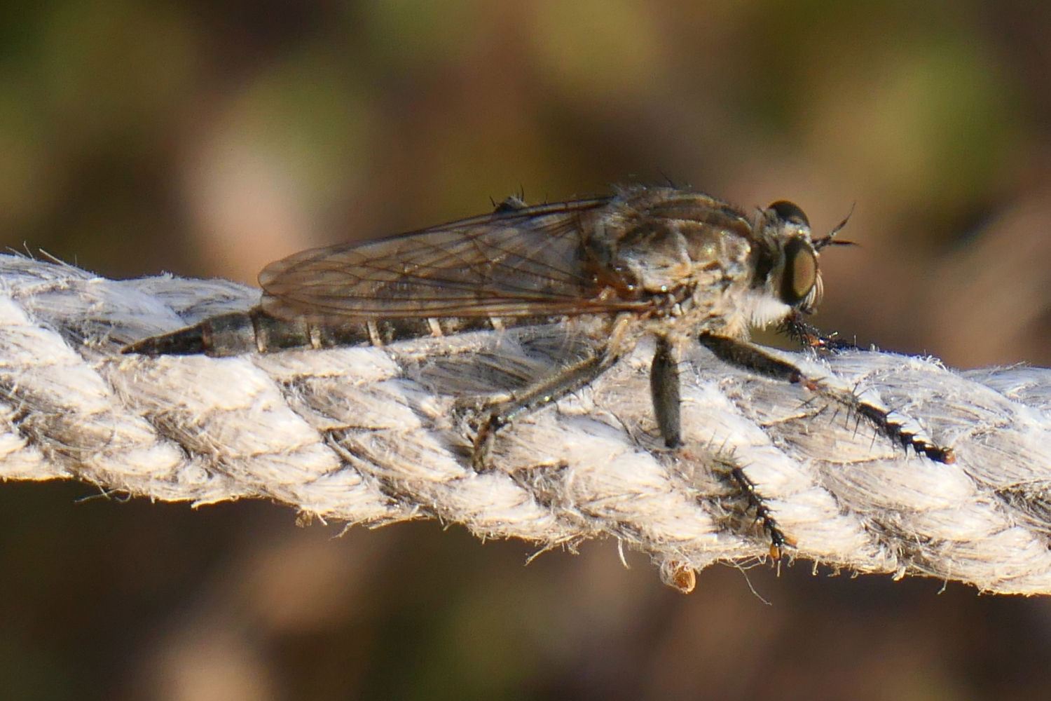 Las alas de la mosca ladrona.