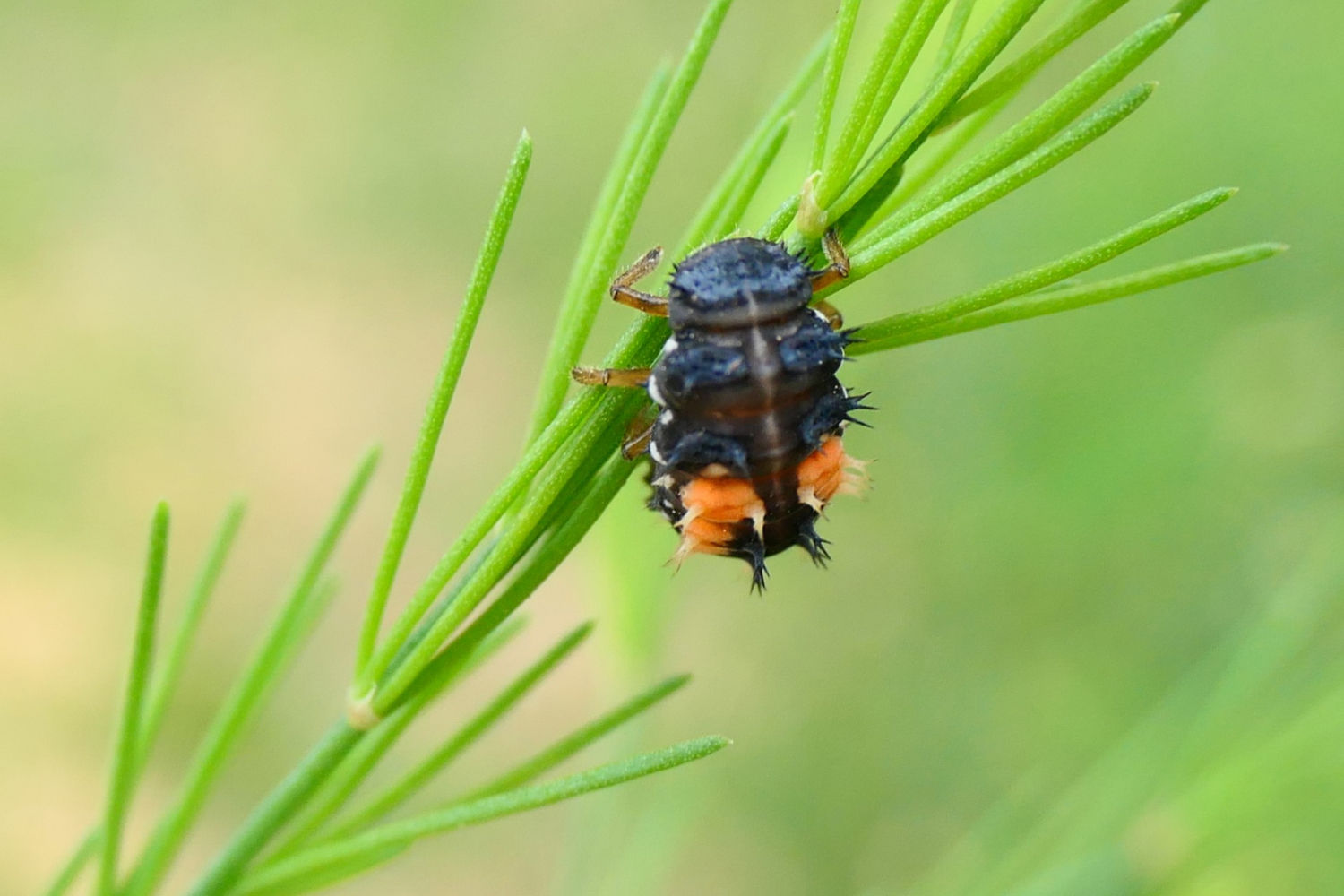 Larva de la mariquita en una planta.