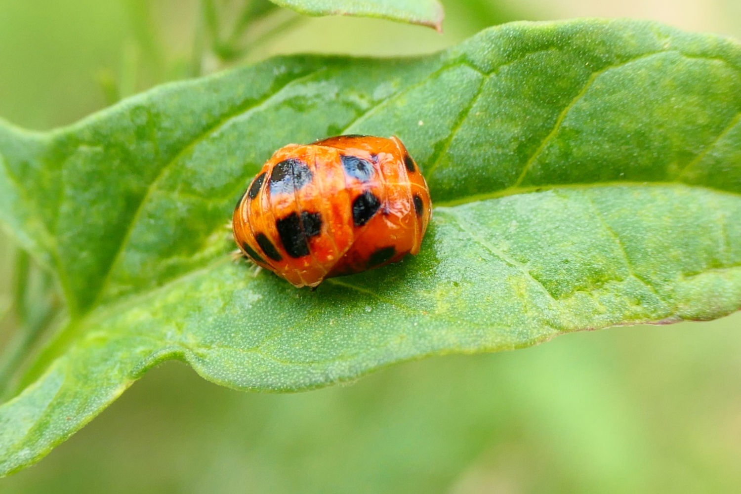 La pupa de la mariquita.