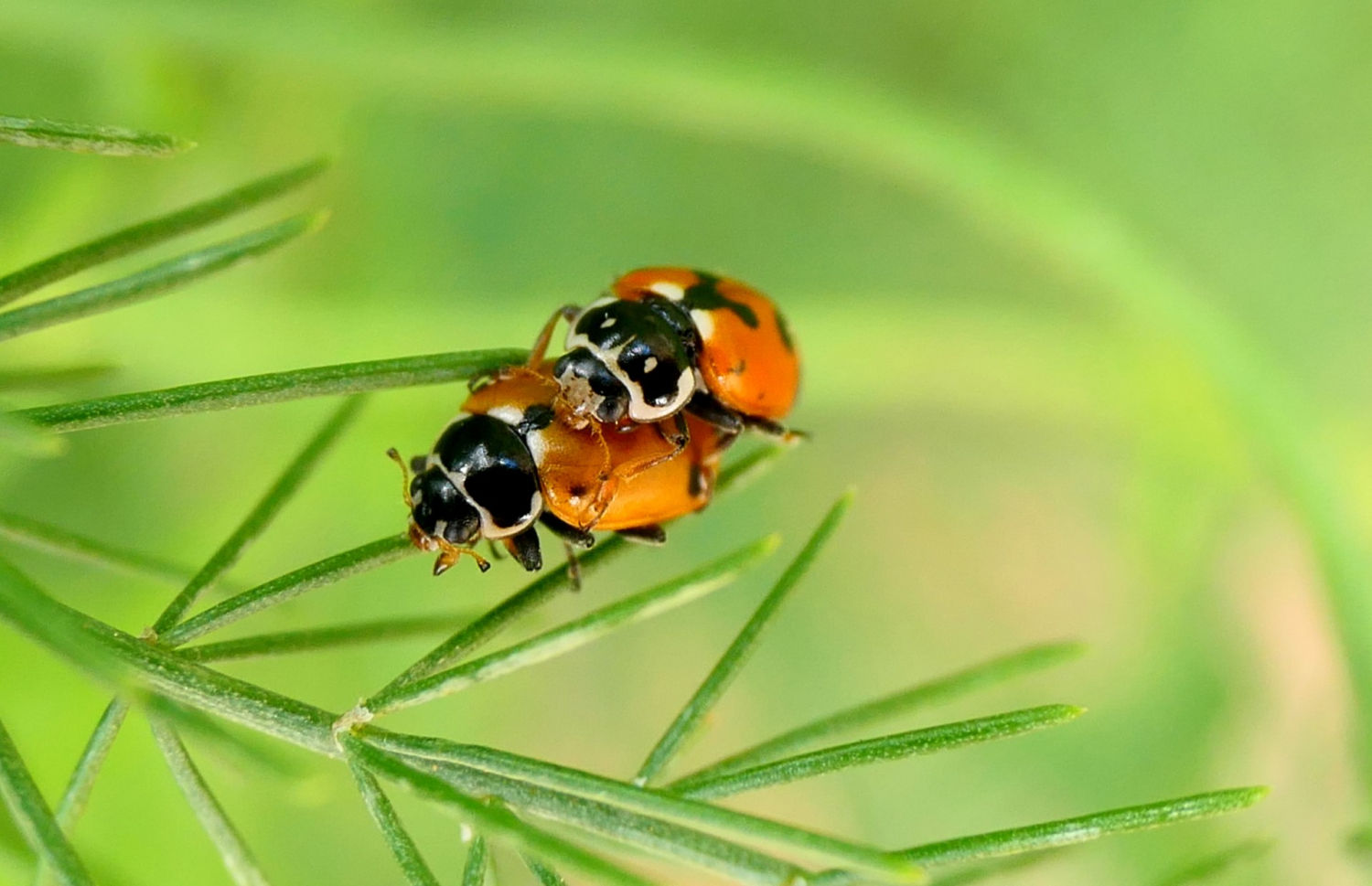 Cópula de la mariquita.