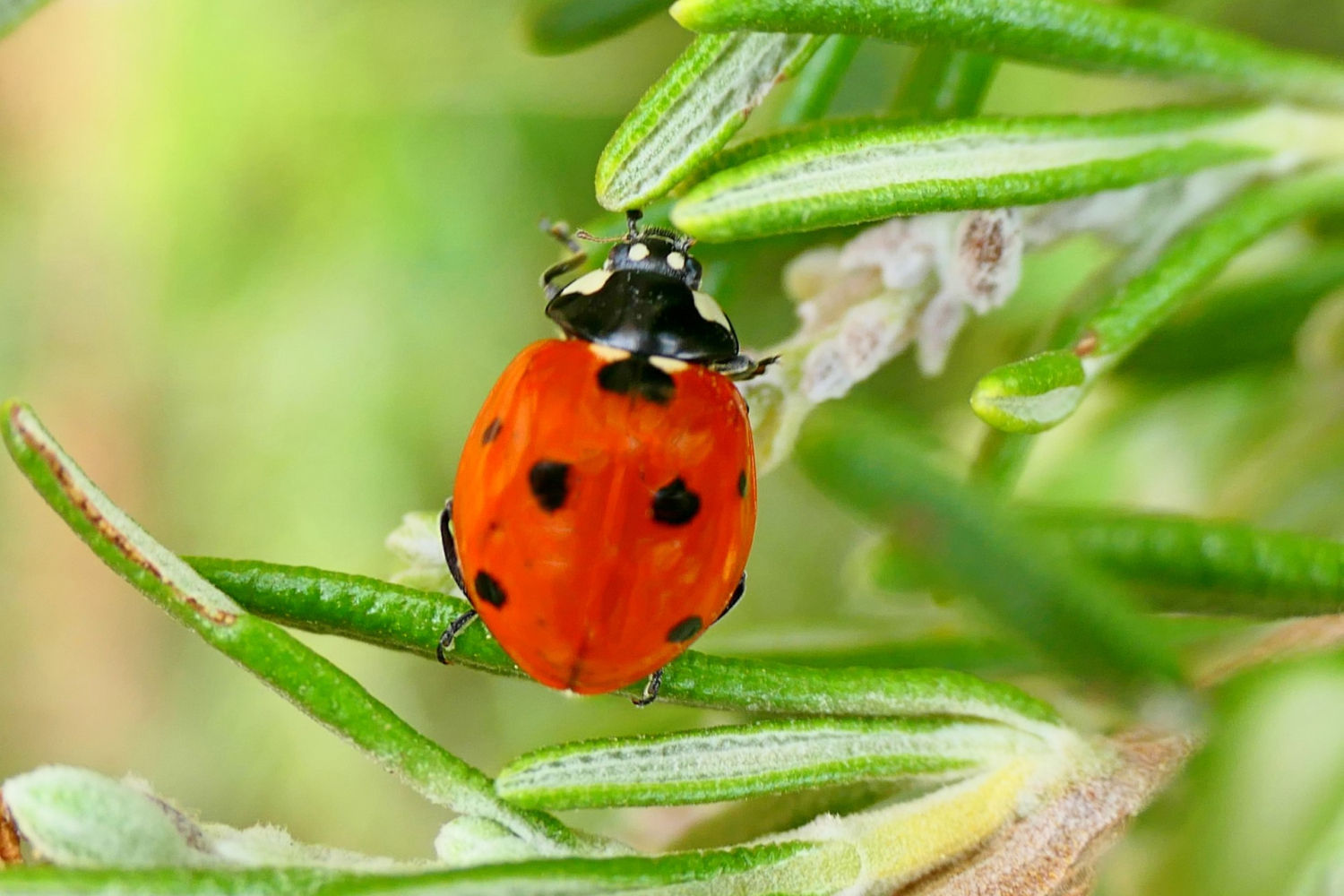 Los colores de la mariquita.