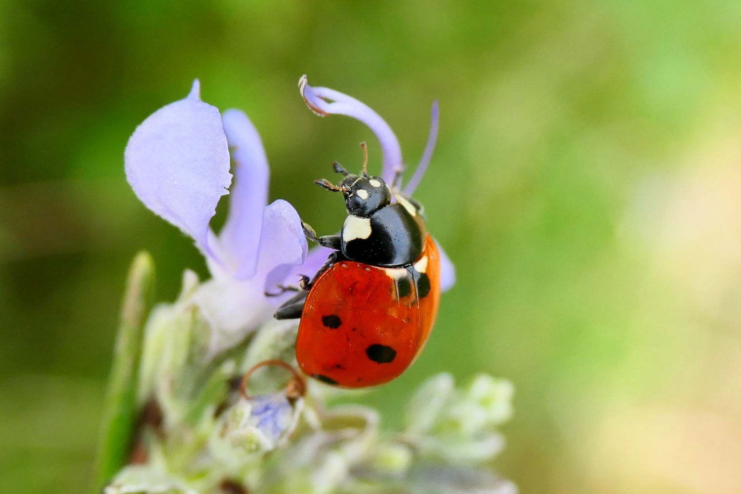 Mariquita posada en la flor.