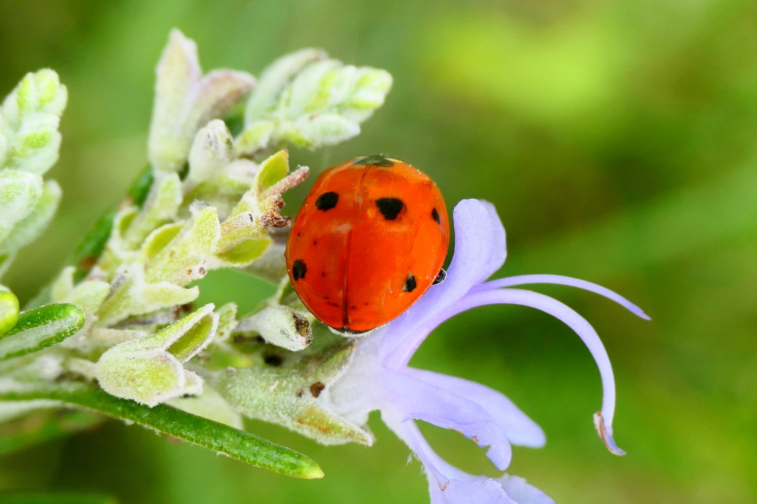 Mariquita entre las flores de otoño.