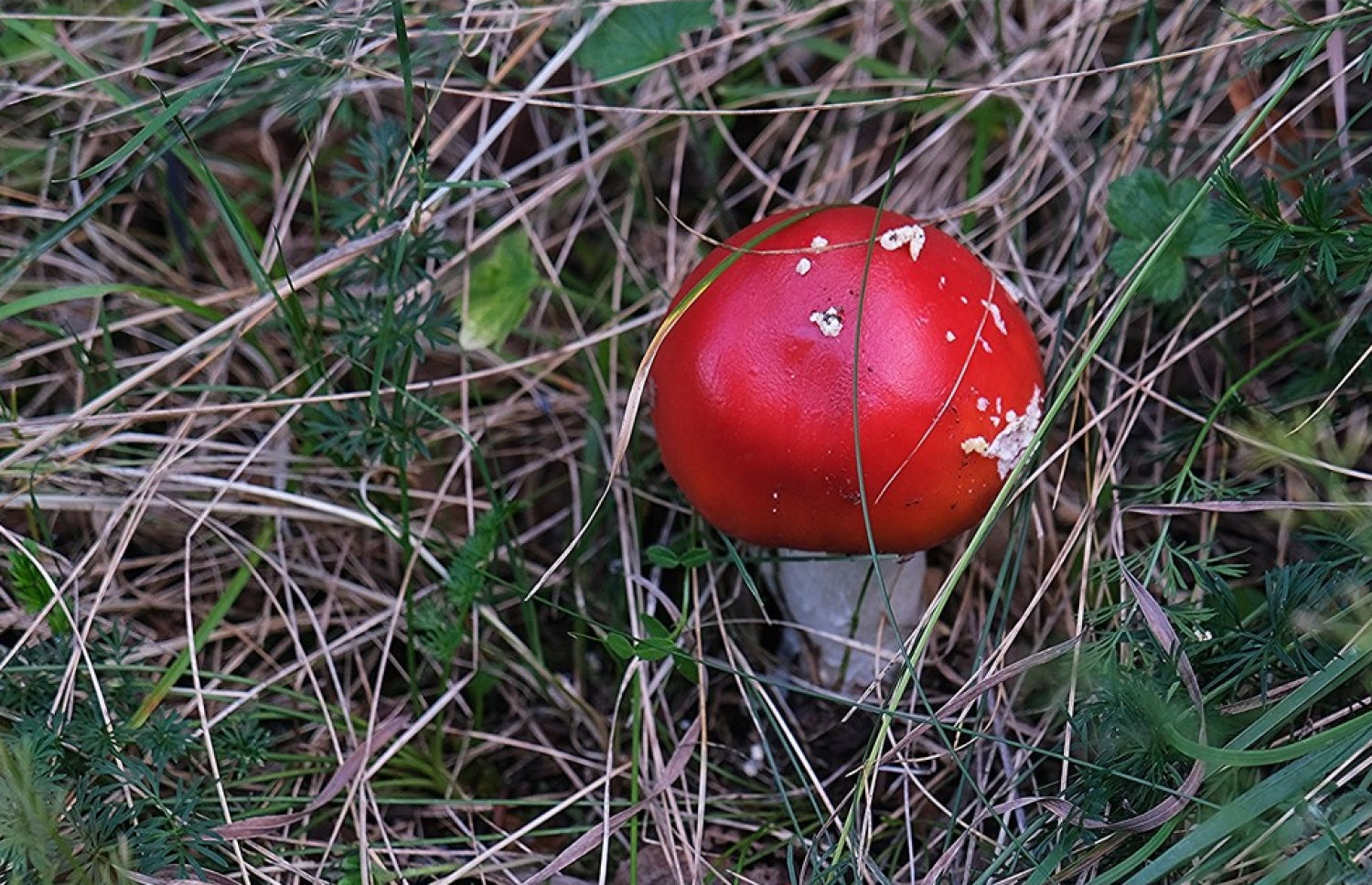 Las setas ponen una nota de color en el Montseny.