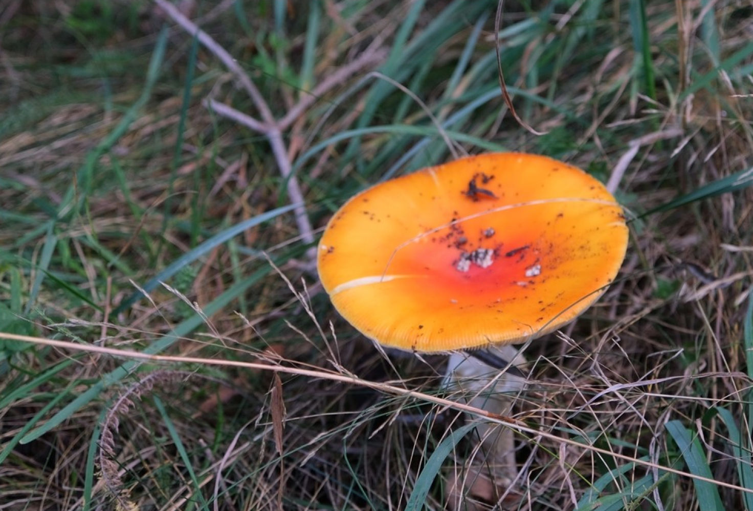 Las setas brillan por sí solas en el rico suelo del Montseny.