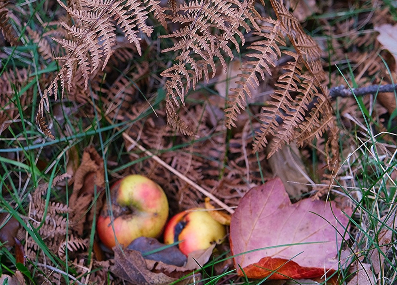 Frutos del bosque en el Montseny.