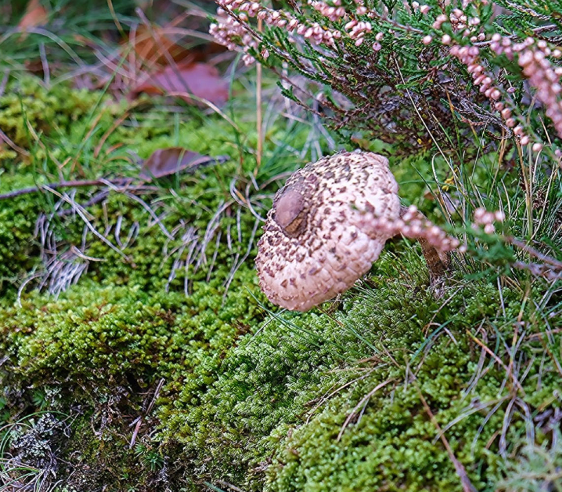 Verde, flores y setas. armonía natural en el Montseny.