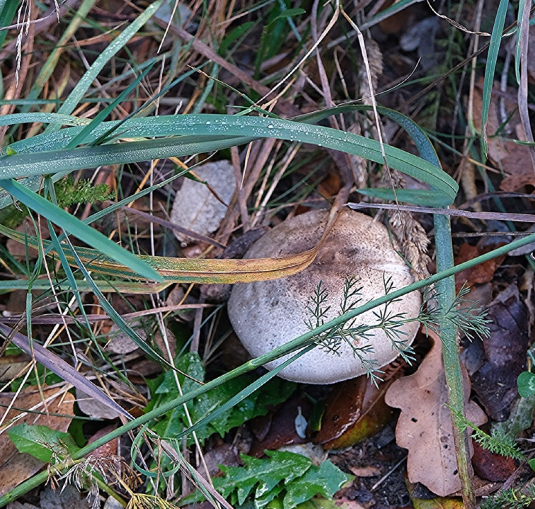 Setas entre la vegetación del Montseny.