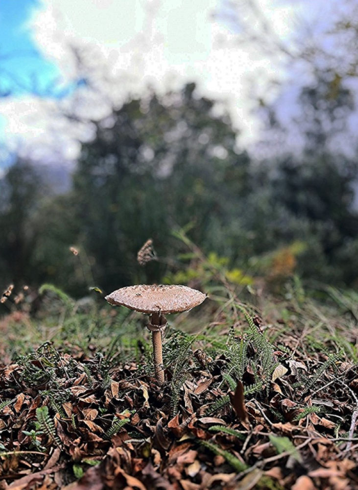 Belleza otoñal en el Montseny.