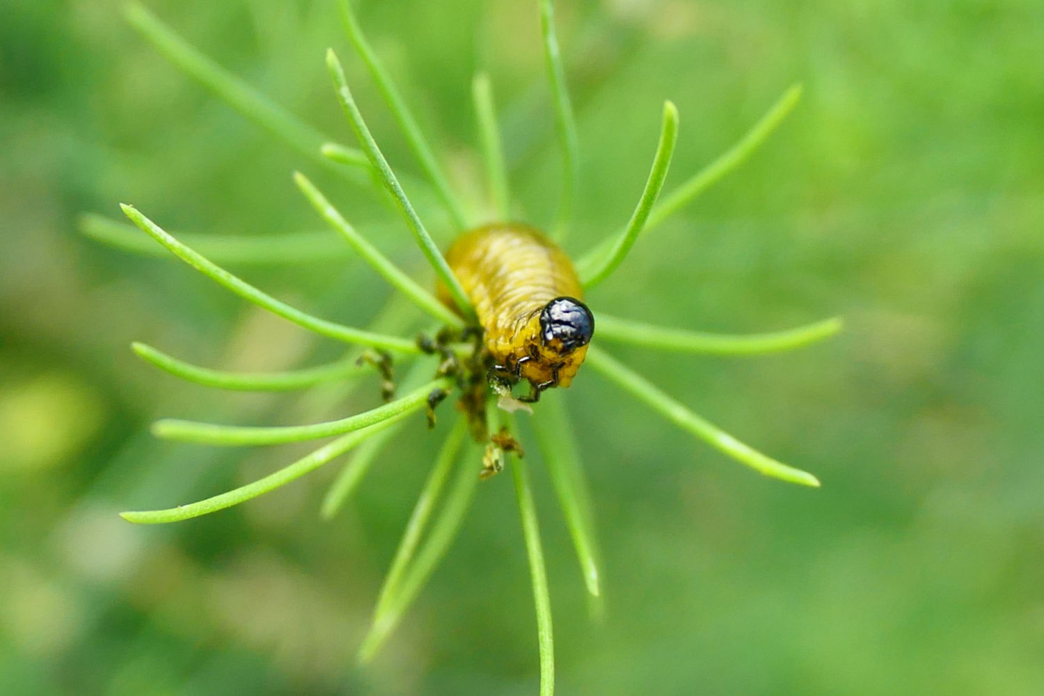 Detalle de larva del escarabajo de los espárragos.