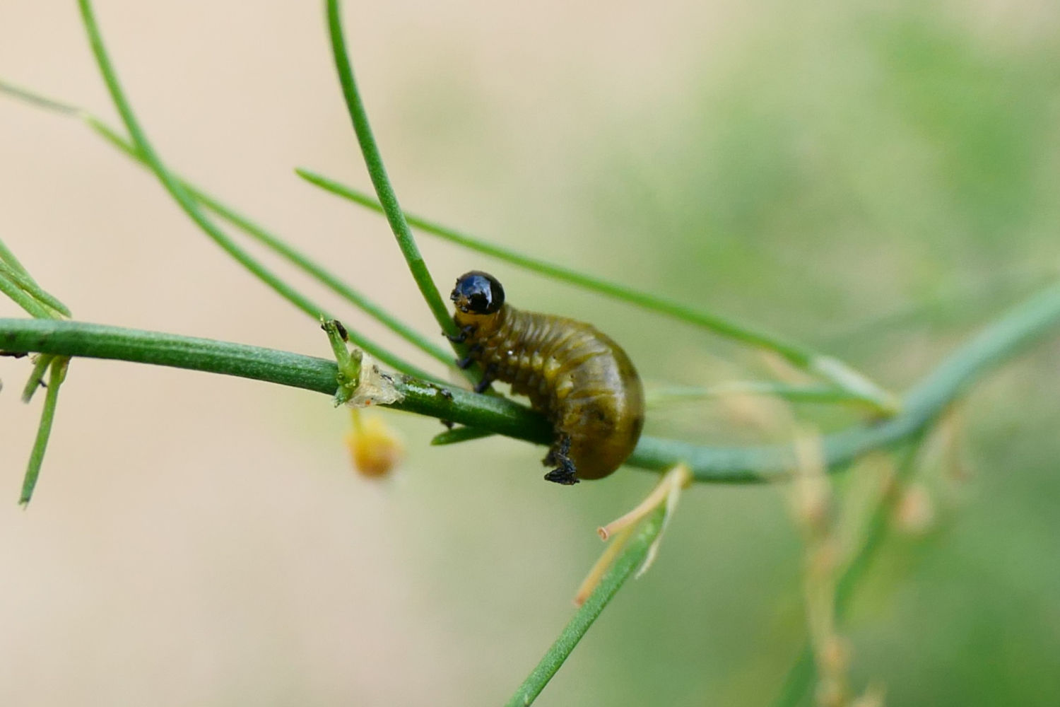 La regordeta larga del escarabajo de los espárragos.