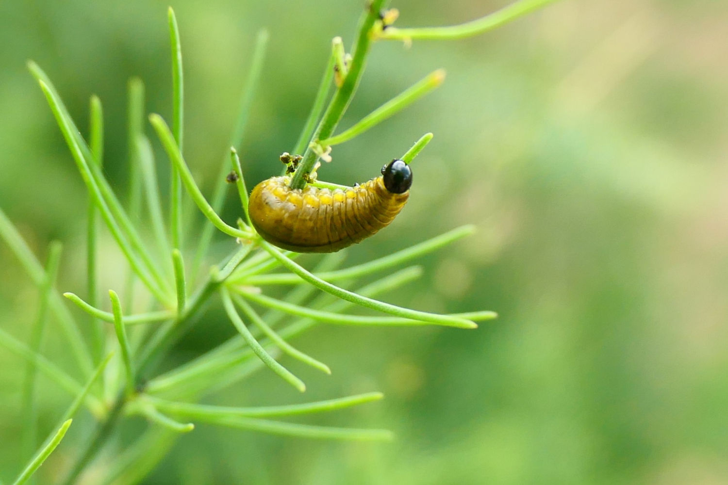 Larva del escarabajo de los espárragos.