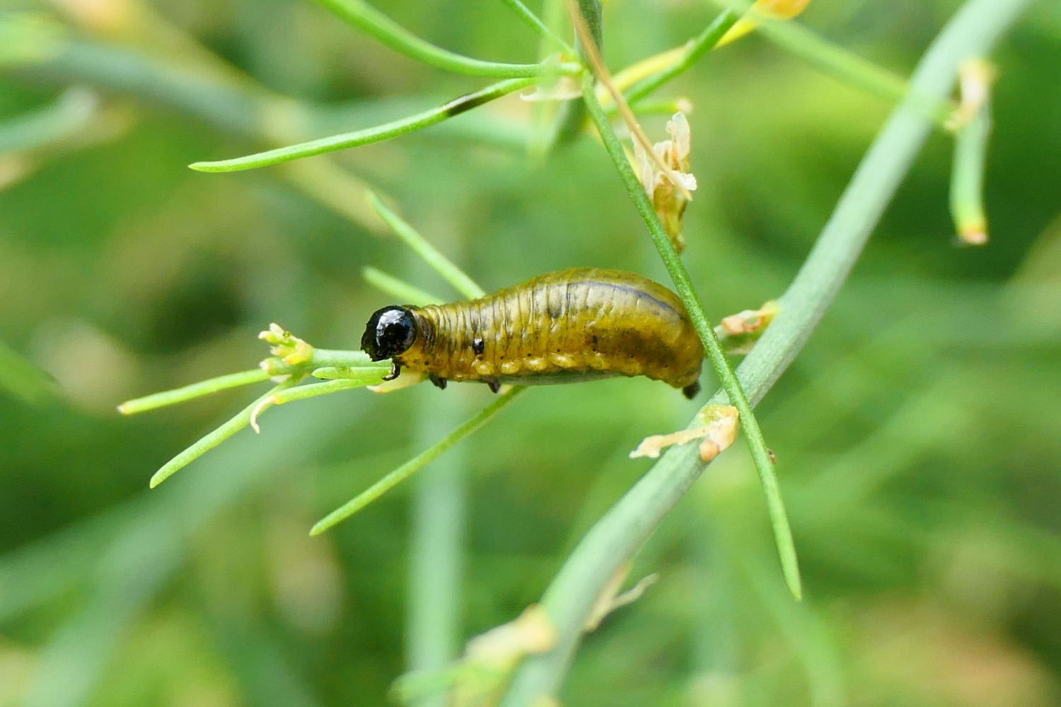La cabeza negra y cuerpo regordete de la larva del escarabajo de los espárragos.