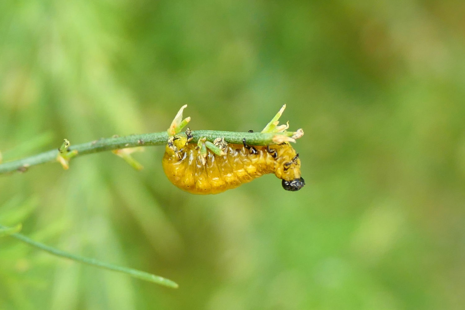 Acrobática larva del escarabajo de los espárragos.