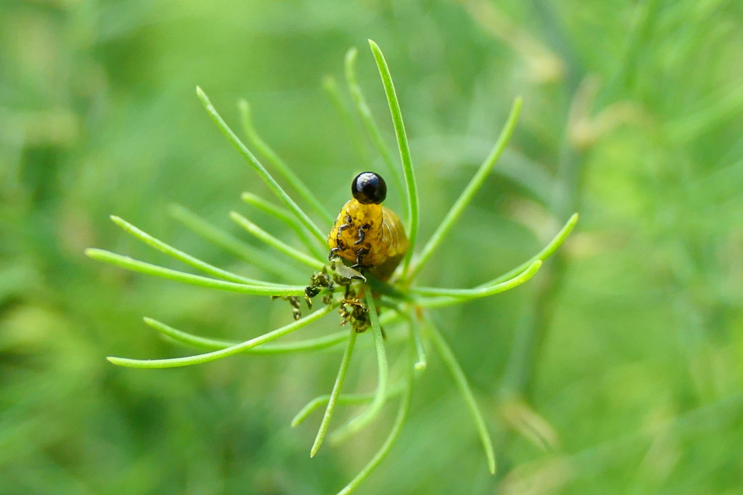 Detalle de la cabeza de la larva del escarabajo de los espárragos.