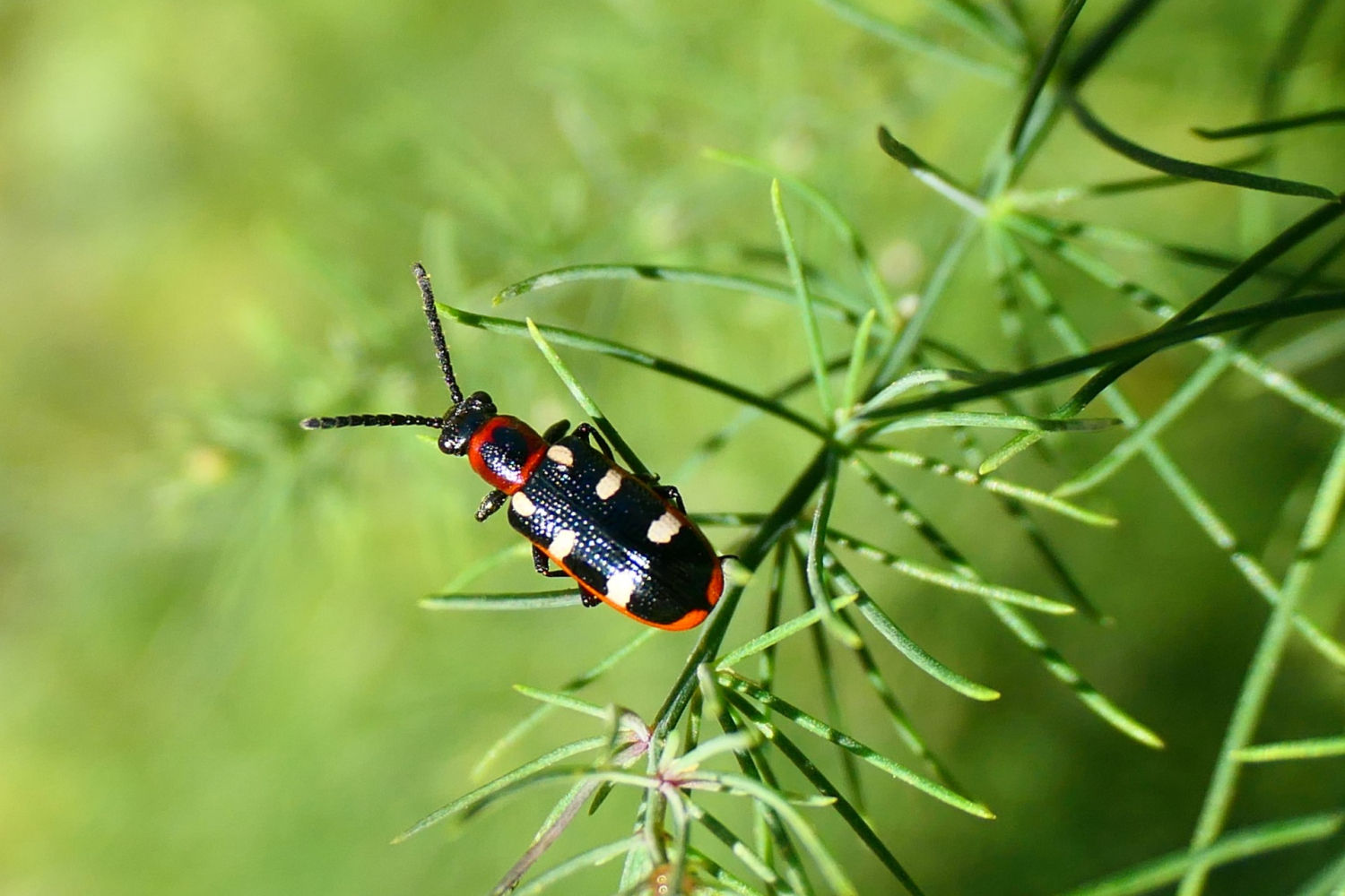 Escarabajo de los espárragos ya en etapa adulta.