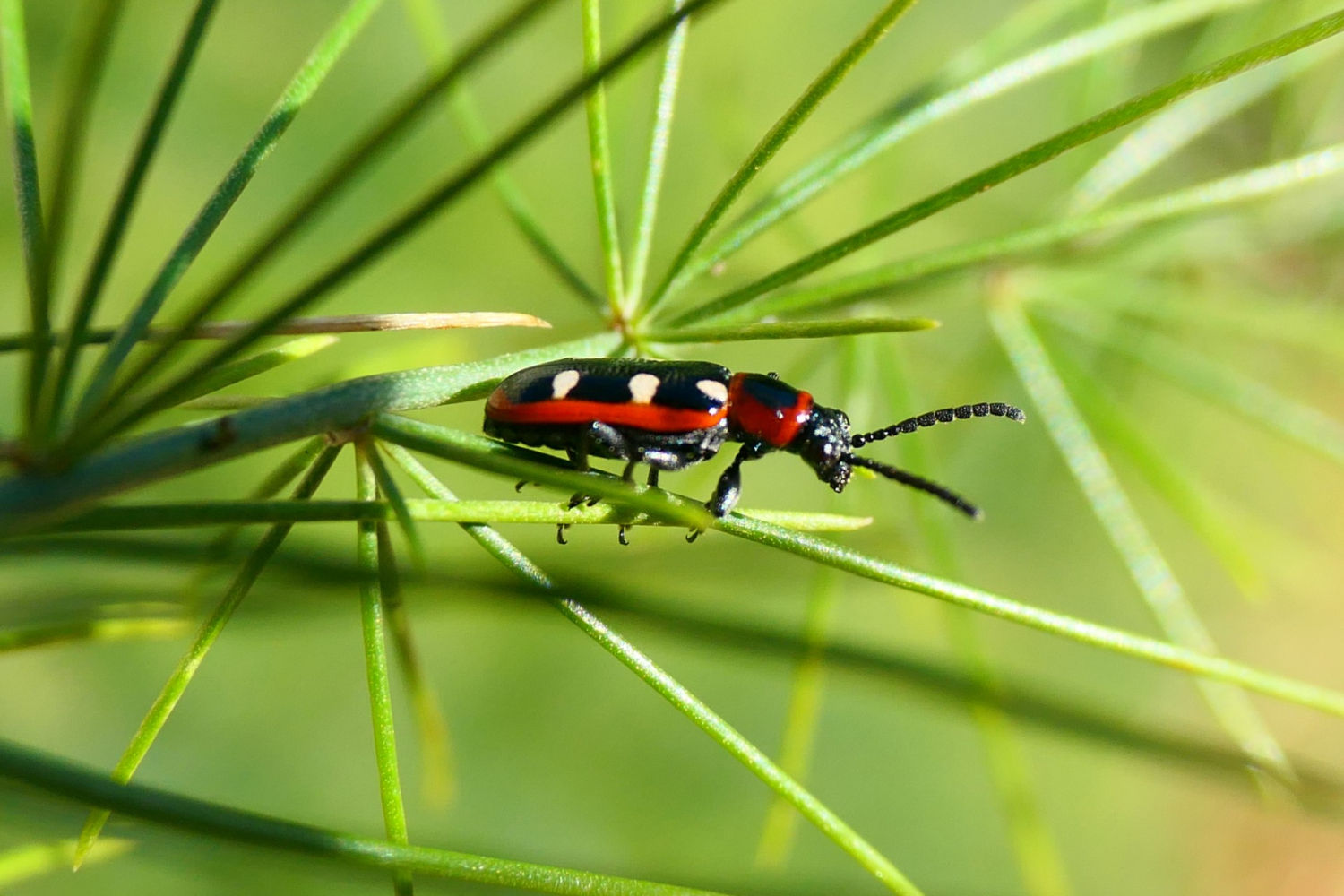 Escarabajo de los espárragos.