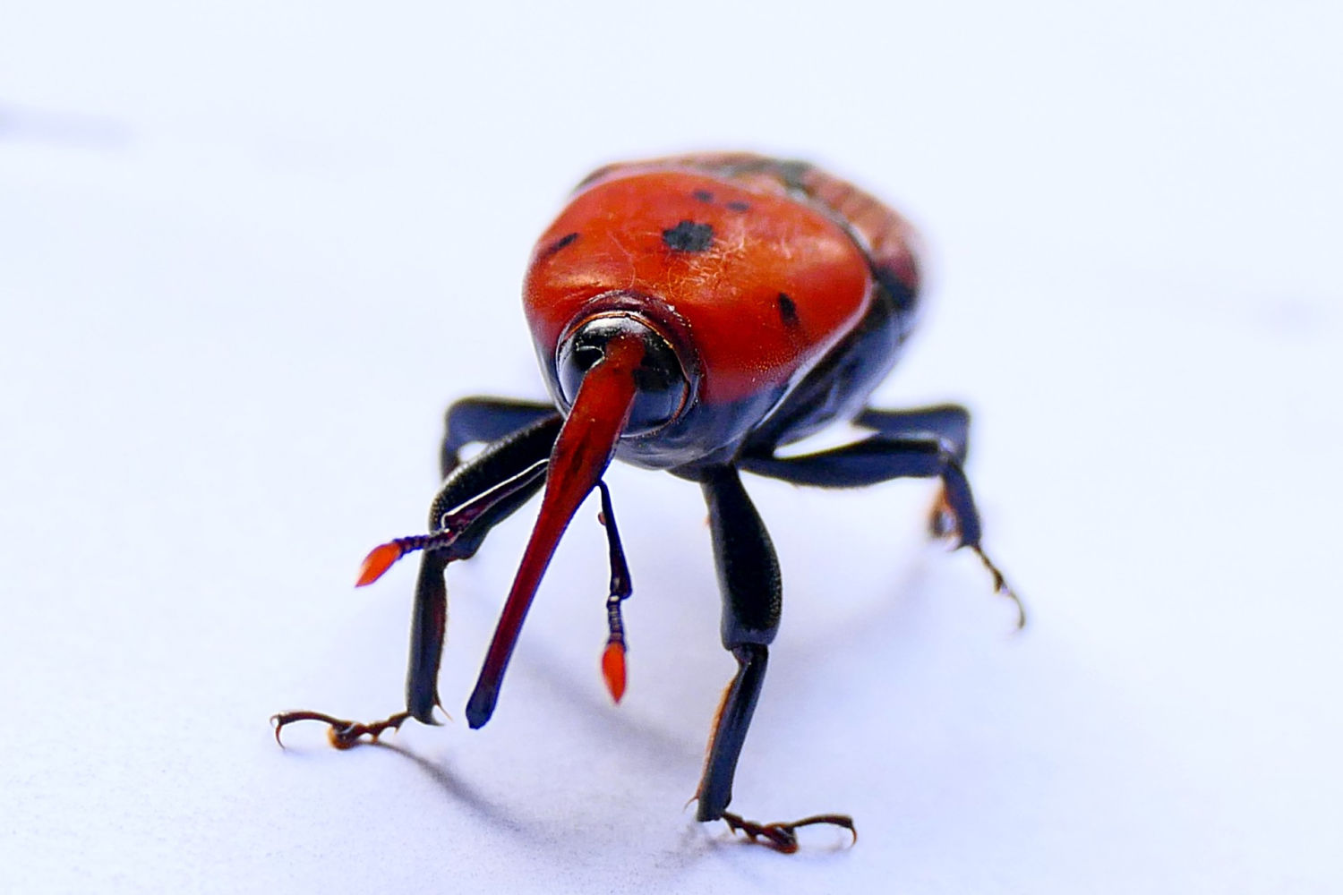 El escarabajo picudo rojo.