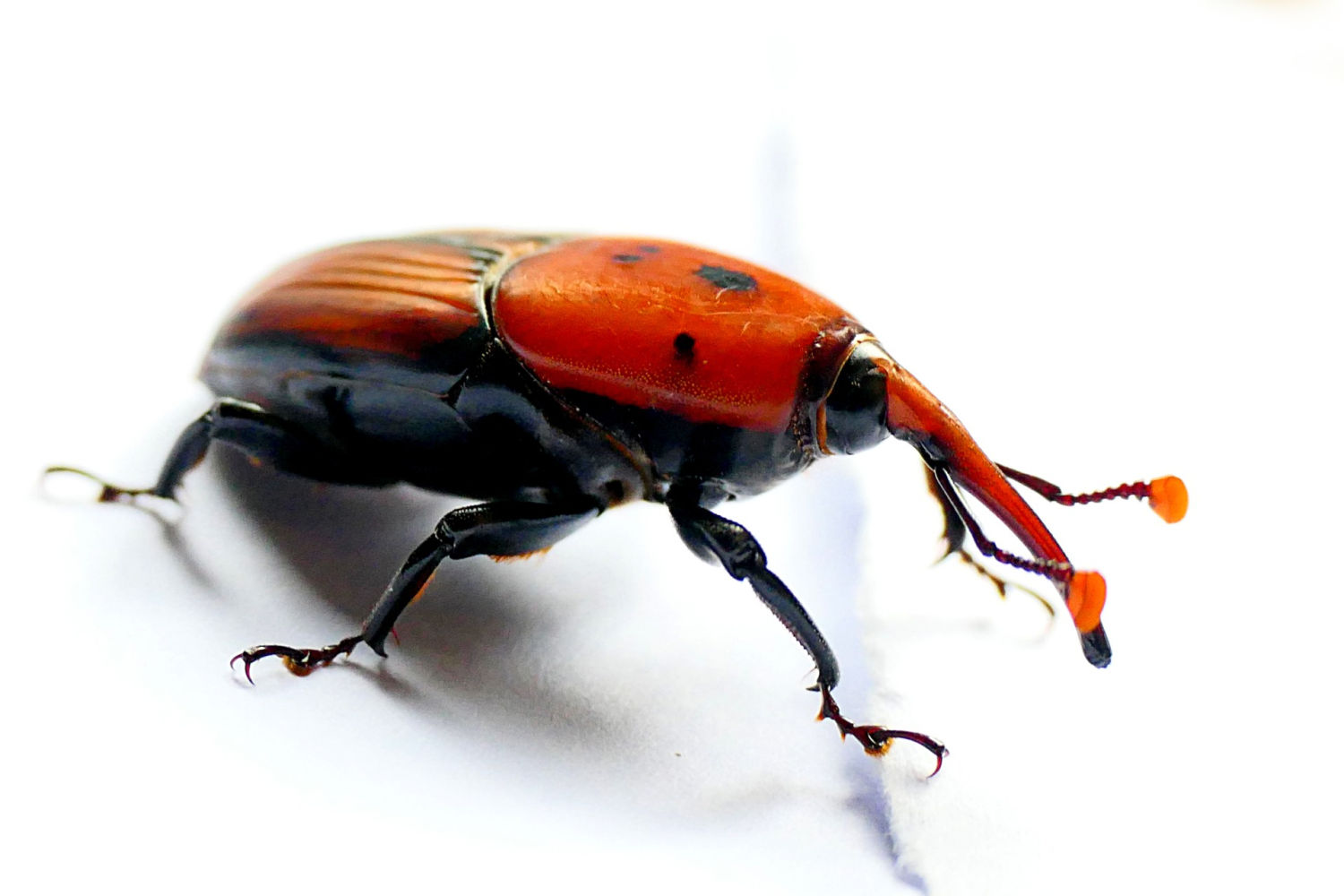 Detalle del escarabajo picudo rojo.