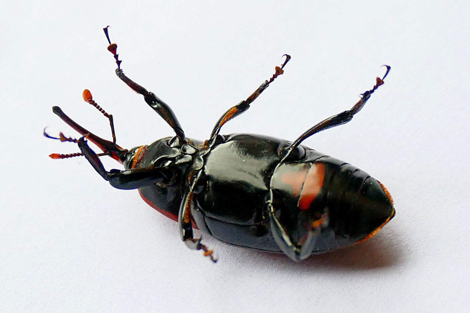 El escarabajo picudo rojo boca arriba.