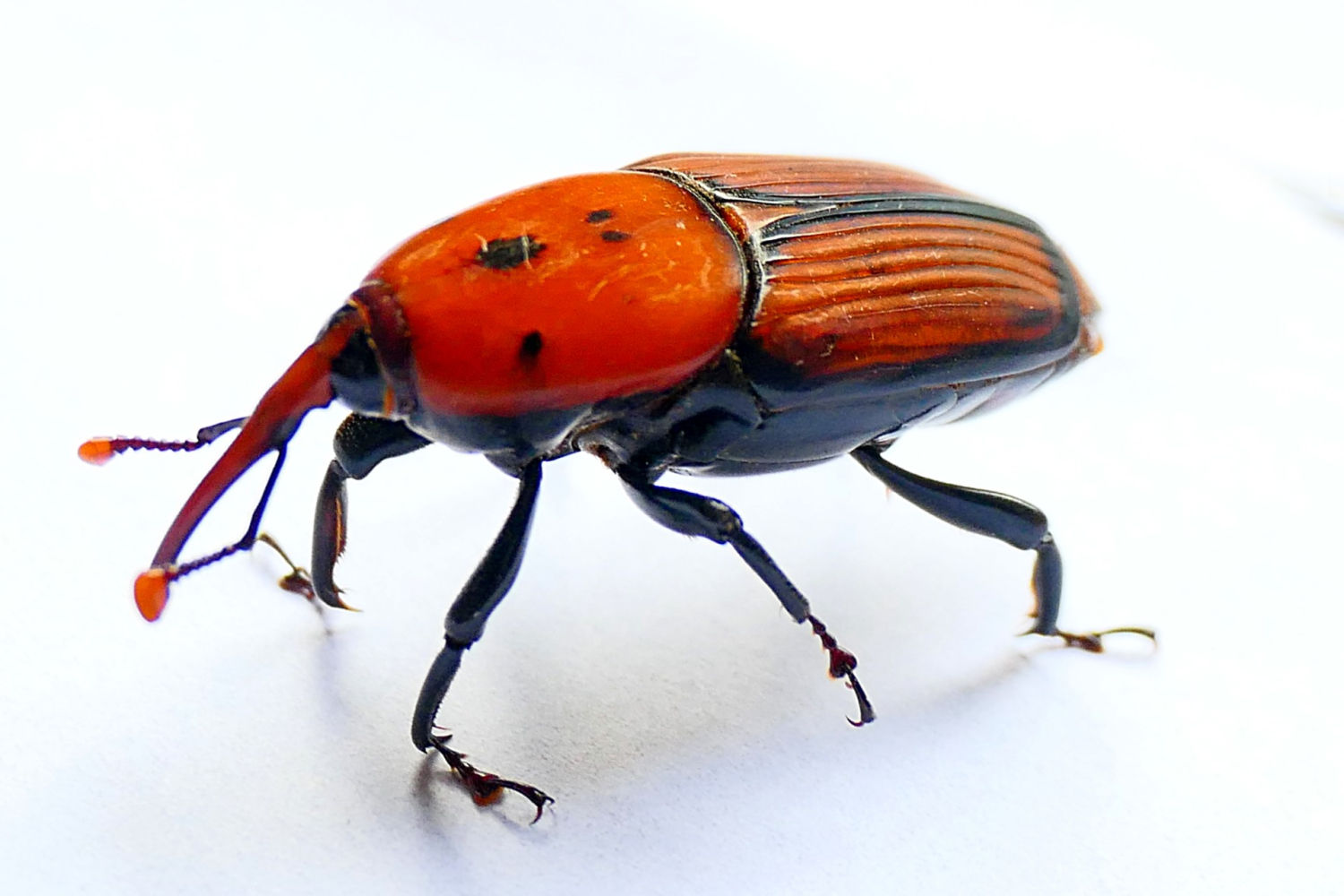 El escarabajo picudo rojo.