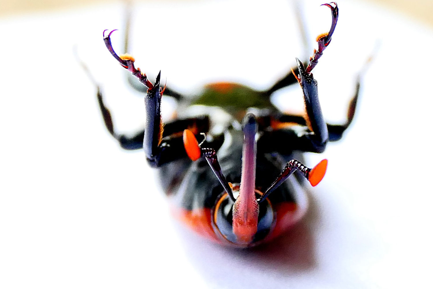 El escarabajo picudo rojo mostrando las patas.