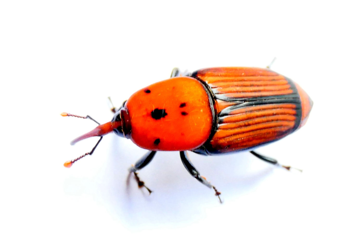 El color inconfundible del escarabajo picudo rojo.