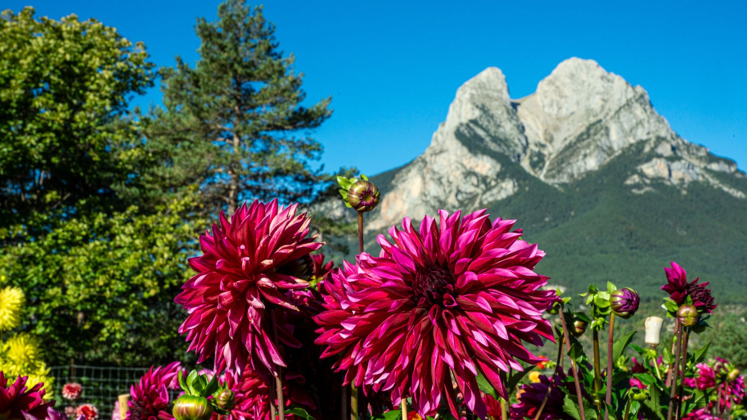 El Pedraforca al fondo con las flores en primer plano.